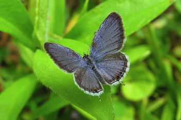 Eastern Tailed-Blue male